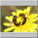 Panurgus sp - Zottelbiene 01c 8mm.jpg